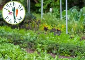 Image of garden at 15th Street Farm. Sunrise Yoga Sound Bath Aug 31. Sunrise Yoga Sound Bath Sept. 28.