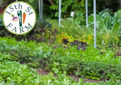 Image of garden at 15th Street Farm.